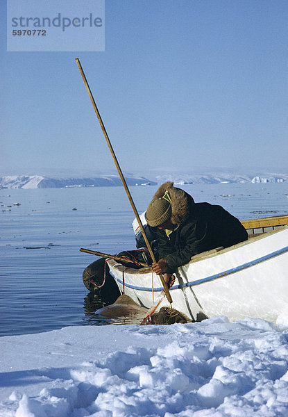 Jagd vom Boot  Grönland  Polarregionen