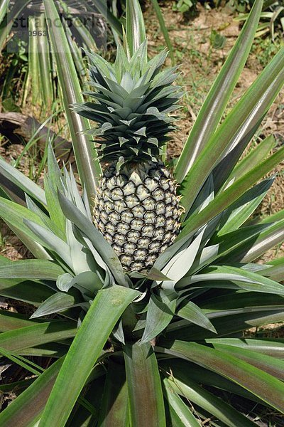 Ananas  Tansania  Ostafrika  Afrika