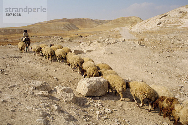 Schafe wandern in Zeile über steinige Landschaft nach zwei jungen Reiten einen Esel  Pella  Jordanien  Naher Osten