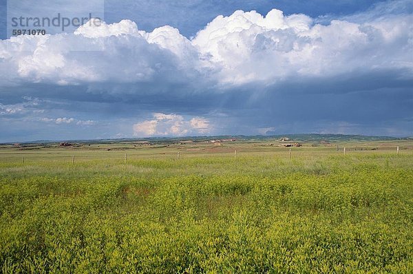 Landschaft von wilden Blumen und Felder  Wyoming  Vereinigte Staaten von Amerika  Nordamerika