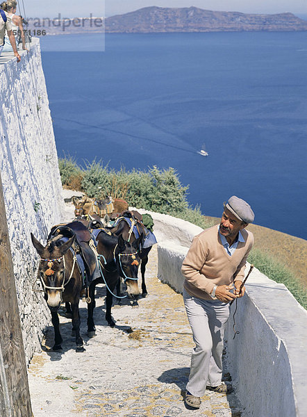 Tiertransporte  Santorini (Thira)  Kykladen  griechische Inseln  Griechenland  Europa