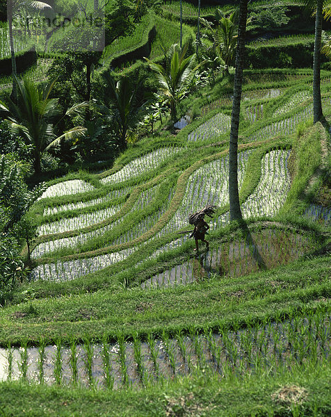 Ein Landwirt zu Fuß durch üppige Reisterrassen auf Bali  Indonesien  Südostasien  Asien