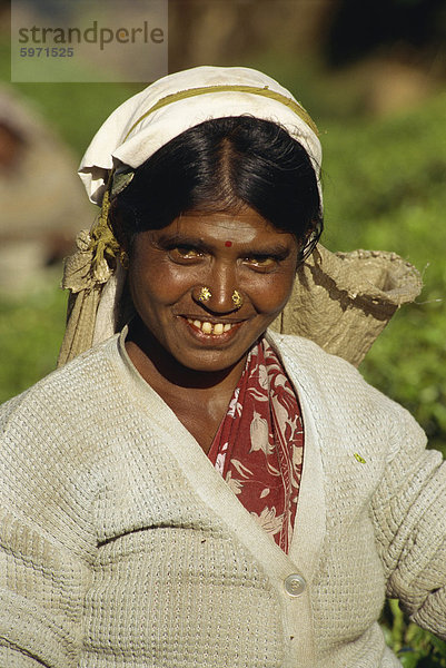 Porträt einer Frau Tee Datumsauswahl im Bereich Nuwara Eliya  Sri Lanka  Asien
