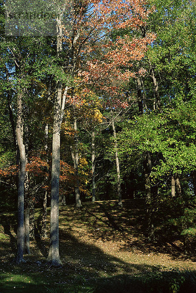 Wald im Herbst  Hudson Valley  New York State  Vereinigten Staaten von Amerika  Nordamerika