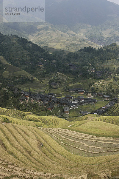 Longsheng terrassierte Reisfeldern  Guilin  Provinz Guangxi  China  Asien