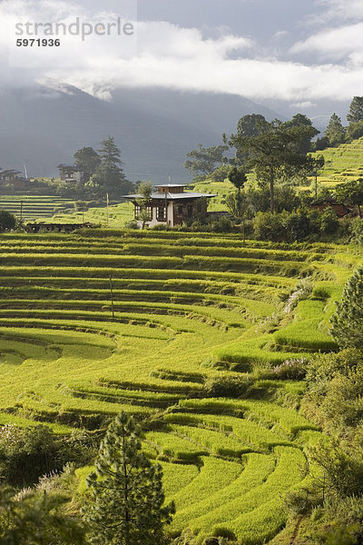 Punakha  Himalaya  Bhutan  Asien