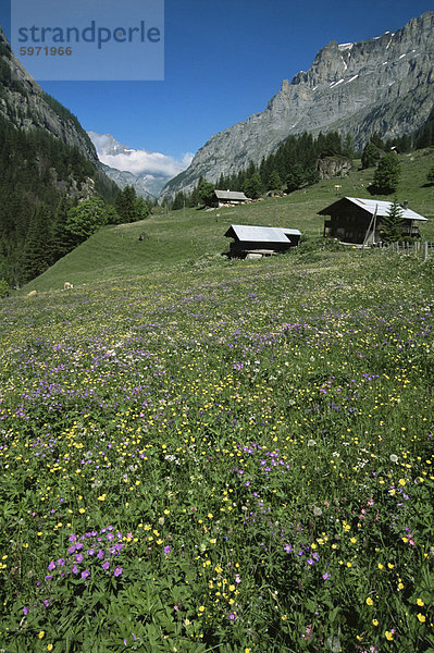 Frühsommer Wiesenblumen  Gasterntal  Kandersteg  Berner Obereland  Schweizer Alpen  Schweiz  Europa