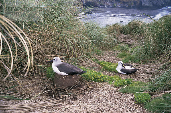 Gelb-gerochene Albatross  Gough Island  Tristan Da Cunha Group  Südatlantik