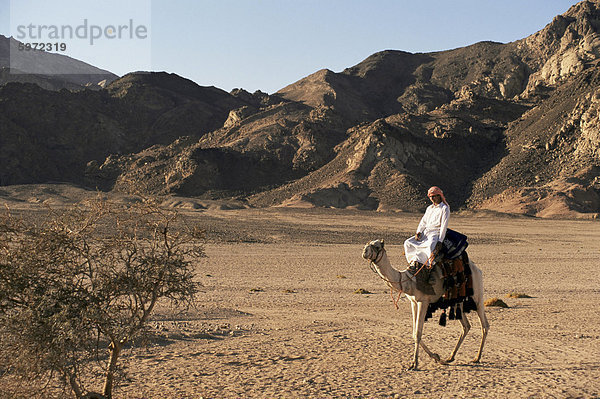 Beduinen man Reiten Kamel  Sinai  Ägypten  Nordafrika  Afrika