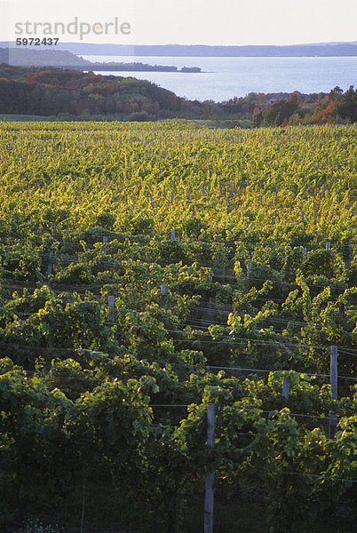 Weinberge in der Nähe von Traverse City  Michigan  Vereinigte Staaten von Amerika  Nordamerika