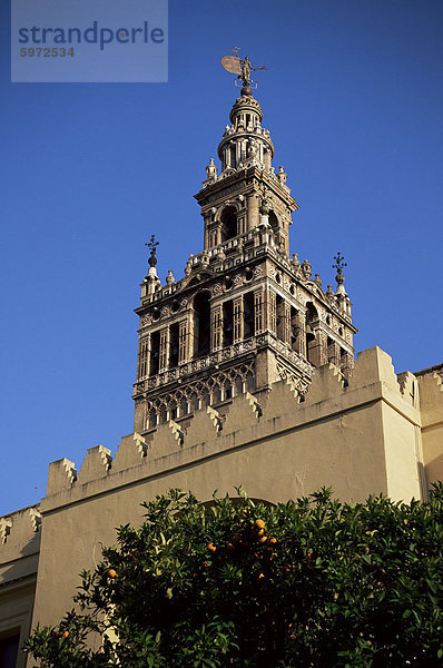 La Giralda und Orange Bäume  Sevilla  Andalusien  Spanien  Europa