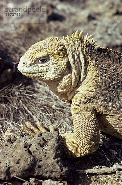 Drusenkopf  James Island  Galapagos-Inseln  Ecuador  Südamerika