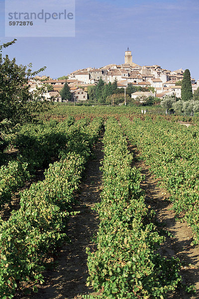 Weinberg  Cote du Rhone  Sablet  Vaucluse  Provence  Frankreich  Europa