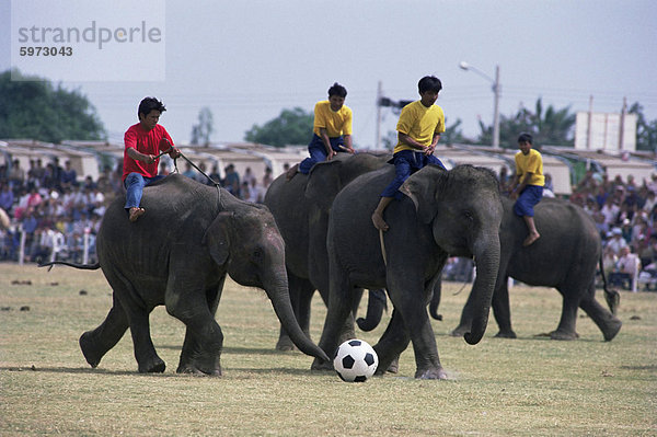 Fußball spielen  Elefanten Elefant-Round-Up Festival  Stadt Surin  Thailand  Südostasien