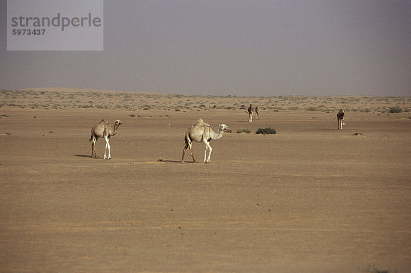 Kamele in der Wüste zwischen Nouadhibou und Nouakchott  Mauretanien  Afrika