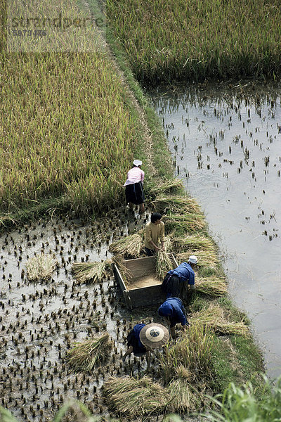 Harvesteing Reis  Süden Guizhou  China  Asien
