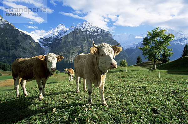 Kühe in der Nähe von Grindelwald  Berner Oberland  Schweizer Alpen  Schweiz  Europa