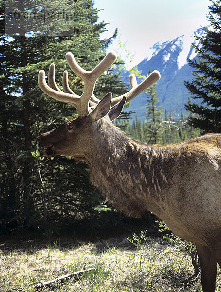 Elche oder Wapiti (Cervus Elaphus)  Bow Valley Parkway  Banff Nationalpark  Rocky Mountains  Alberta  Kanada  Nordamerika