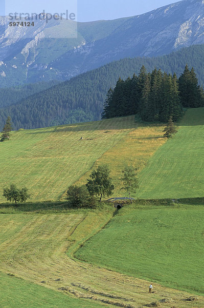 Ackerland in der hohen Tatra in der Nähe von Zdiar und die polnische Grenze  Slowakei  Europa