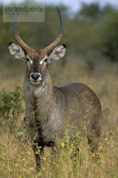 Wasserbock (Kobus Ellipsiprymnus)  Kruger National Park  Südafrika  Afrika