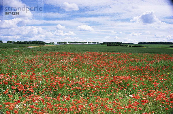 Mohnblumen im Tal der Somme in der Nähe von Mons  Nord-Picardie  Frankreich  Europa