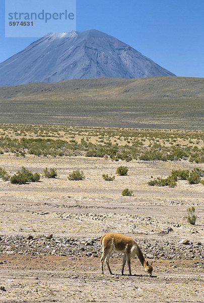 Vikunja Beweidung auf Altiplano Wüste  mit El Misti Vulkan hinter  in der Nähe von Arequipa  Peru  Südamerika