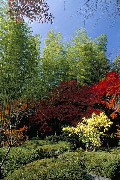 Herbst Maples  Tenryu-Ji (Tempel)  Arashiyama  Kyoto  Japan  Asien