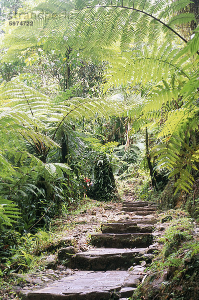 Les Rutschen de Carbert  Basse-Terre Gebiet  französischen Antillen  Guadeloupe  Westindische Inseln  Mittelamerika