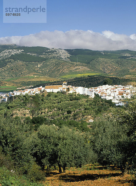 El Burgo Dorf und Oliven-Hainen umgeben von Wolken-Spitze Berge der Sierra de Las Nieves  El Burgo  Malaga  Andalusien (Andalusien)  Spanien  Europa