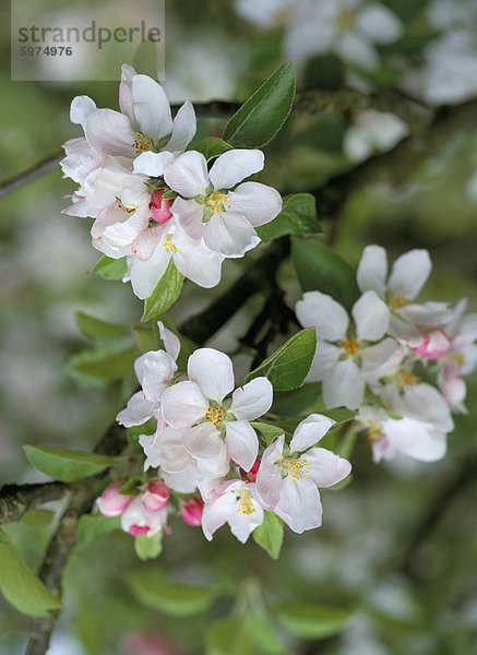 Nahaufnahme der Apfelblüte im Mai  England  Vereinigtes Königreich  Europa