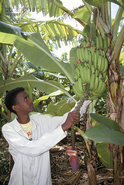 Lokal gewachsene Bananen  Merka  Somalia  Afrika