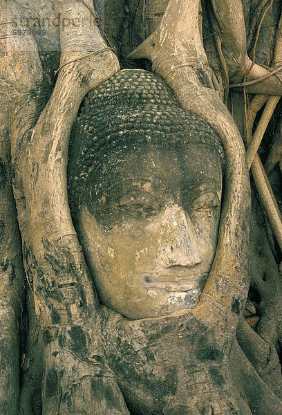 Kopf der Buddha-Statue  bewachsen mit Baumwurzeln  Wat Phra Mahathat  Ayutthaya (Ayutthaya)  UNESCO Weltkulturerbe  Thailand  Südostasien  Aisa