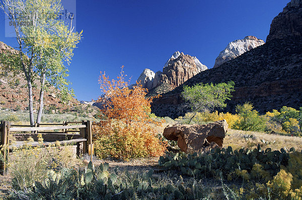 Blick vom Besucherzentrum zum Gipfel über Zion Canyon im Herbst  Zion Nationalpark  Utah  Vereinigte Staaten von Amerika (U.S.A.)  Nordamerika