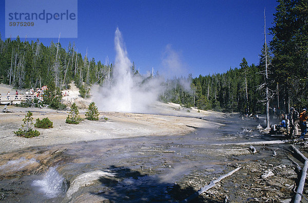 Echinus Geyser  bricht jede Stunde in Norris Basin  Yellowstone National Park  UNESCO Weltkulturerbe  Wyoming  Vereinigte Staaten von Amerika (U.S.A.)  Nordamerika