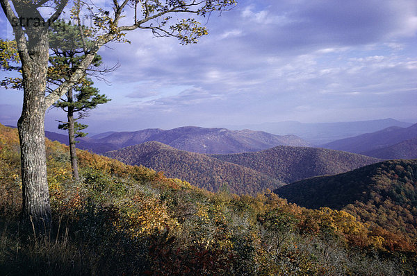 Gegend um Loft Mountain  Shenandoah-Nationalpark  Virginia  Vereinigte Staaten von Amerika (U.S.A.)  Nordamerika