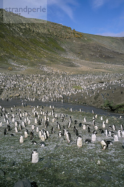Zügelpinguin Pinguine am Baily Head  Deception Island  Antarktis  Polarregionen