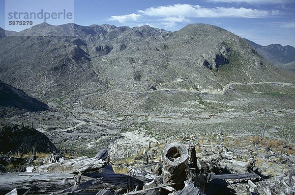 Teil der 150 Quadratmeilen Wald nördlich von Mount St. Helens Flattended bei dem großen Ausbruch von 1980  Mount St. Helens National Volcanic Monument  Washington State  Vereinigten Staaten von Amerika (U.S.A.)  Nordamerika