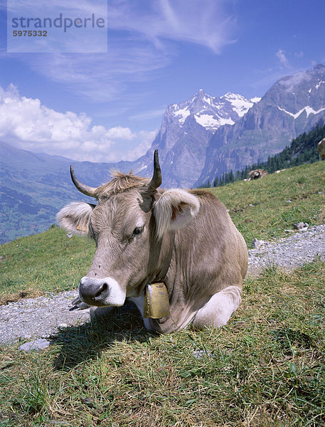 Kuh an Alpiglen  Grindelwald  Berner Oberland  Schweizer Alpen  Schweiz  Europa
