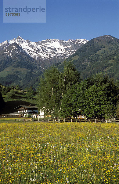 Landschaft mit Schnee bedeckten Gipfeln über Blumen bedeckt Tal  Unterpinzgau Valley  Salzburgland  Österreichische Alpen  Österreich  Europa