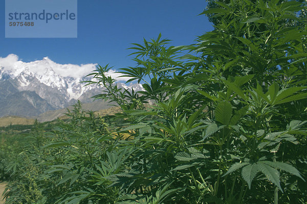 Marihuana-Büschen  in der Nähe von Hopar Gletscher  Hunza  Pakistan  Asien