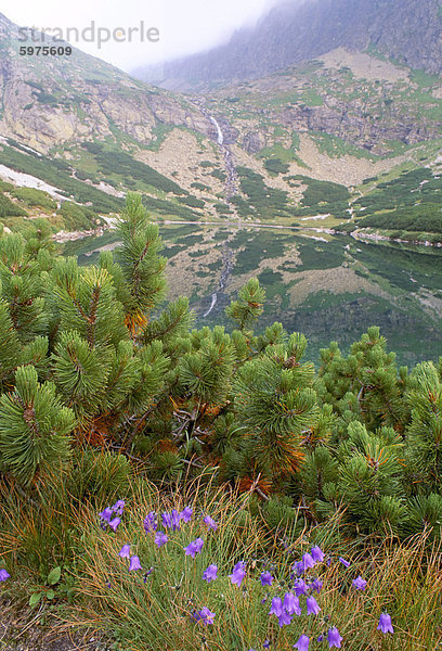 Europa Berg See Kiefer Pinus sylvestris Kiefern Föhren Pinie Slowakei