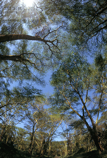 Baum Oberteile wo Berggorillas  Buhoma National Park  Uganda  Ostafrika  Afrika leben