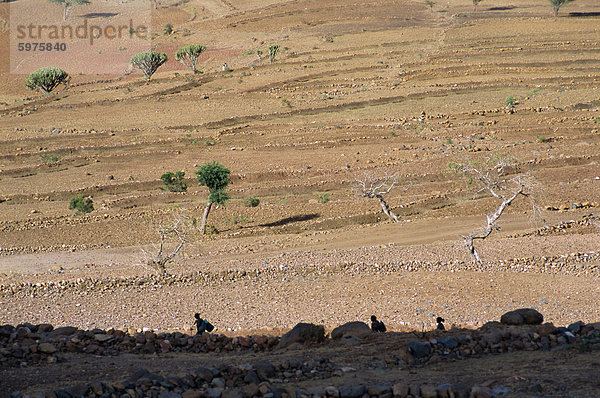 An den Hängen des Mount Workamba  Tambien Region  Provinz Tigre  Äthiopien  Afrika