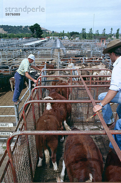 West District gezüchtet weibliche Rinder Züchter dem Verkauf Mortlake  Victoria  Australien  Pazifik