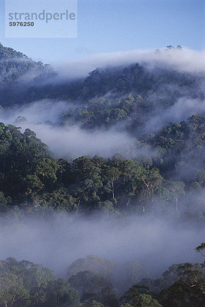 Dawn Nebeln in nativem Dipterocarp Regenwald  höchste Seilbahnstütze der Welt  Danum Valley  Sabah  Insel Borneo  Malaysia  Südostasien  Asien