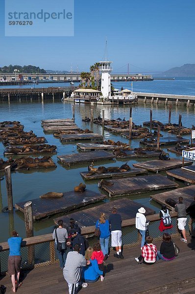 Vereinigte Staaten von Amerika USA Nordamerika Seelöwe Kalifornien Pier 39 San Francisco