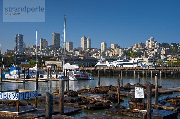 Vereinigte Staaten von Amerika USA Nordamerika Seelöwe Kalifornien Pier 39 San Francisco