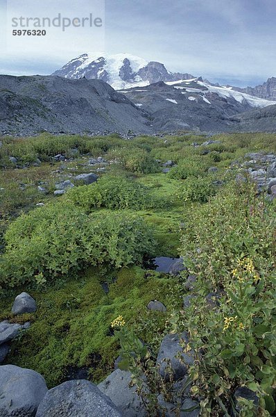 Moosige Fellfield in Paradise Park auf 4394m Vulkan Mount Rainier  höchsten Punkt im Zustand  US-Bundesstaat Washington  Vereinigte Staaten von Amerika (U.S.A.)  Nordamerika