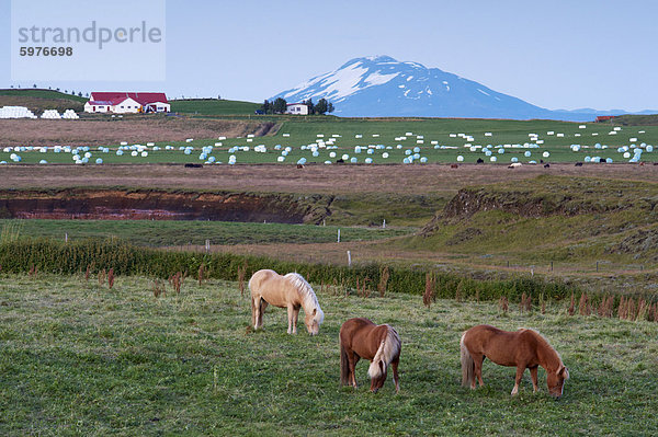 Agricultural land am Fuße des mächtigen Vulkans Hekla  nördlich von Hella  im Süden von Island (Sudurland)  Island  Polarregionen