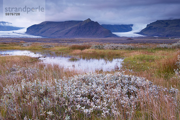 Arktische Pflanzen im Herbst im Skaftafell-Nationalpark  Mount Hafrafell und Svinafellsjokull-Gletscher in der Ferne  Südost-Island (Austurland)  Island  Polarregionen